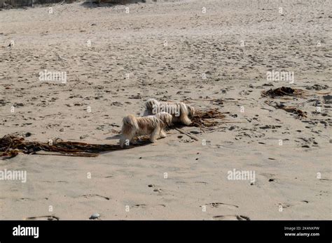 strand van blankenberge|Hunde am Strand